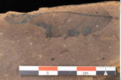 Foto (Detailsansicht) von Quercus palaeoilex Ettingshausen (NHMW-GEO-2024-0188-0925)